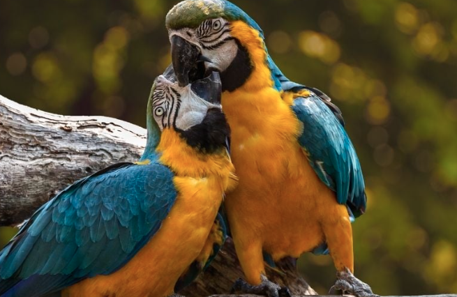 Mơ Thấy Chim Đánh Con Gì Vào Bờ Nhanh Và An Toàn? » KUBET Ku bet