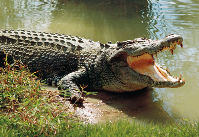 Mơ Thấy Cá Sấu và Top 10 Thông Điệp Bí Ẩn Xoay Quanh Kubet77