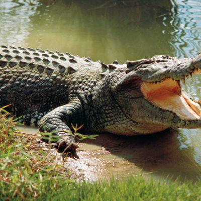 Mơ Thấy Cá Sấu và Top 10 Thông Điệp Bí Ẩn Xoay Quanh Kubet77